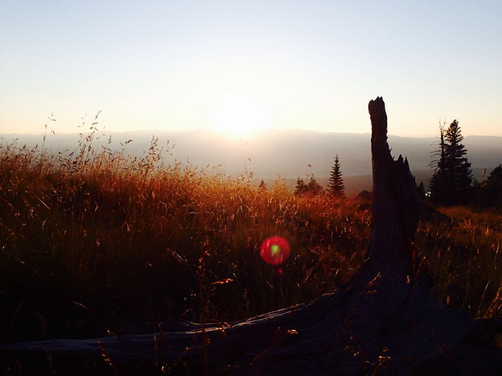 Mt Elbert Log at Sunrise