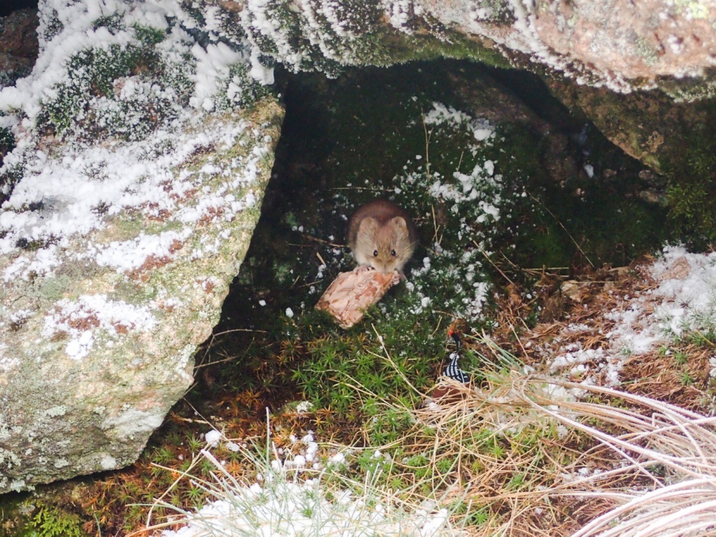 Mt Katahdin, ME Summit Mouse