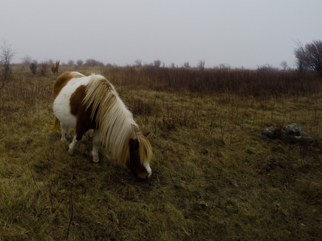 Mt Rogers Pony Grazing