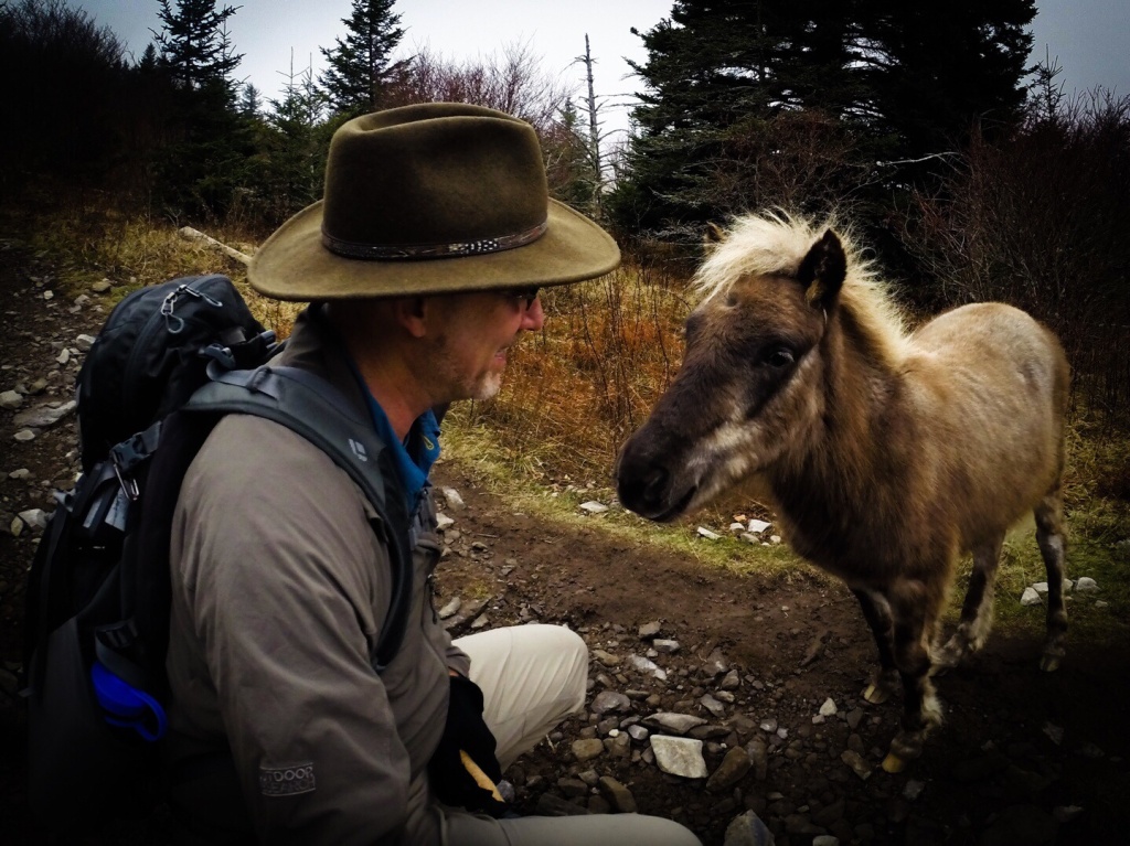 Mt Rogers Pony Stallion