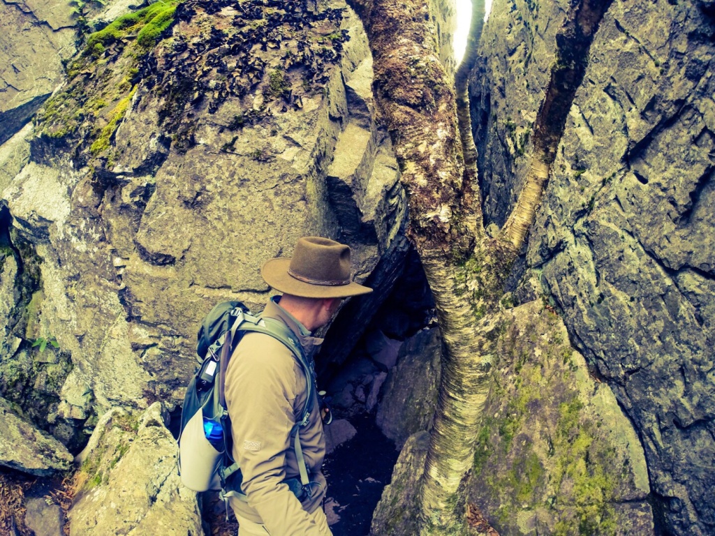 Mt Rogers VA Tree Embedded in Rock