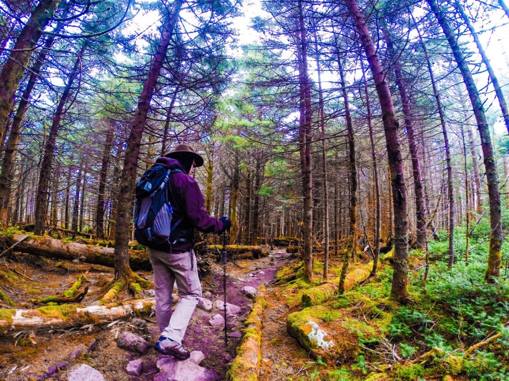 Mt Rogers Mossy Forest