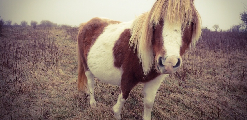 Wild Ponies!