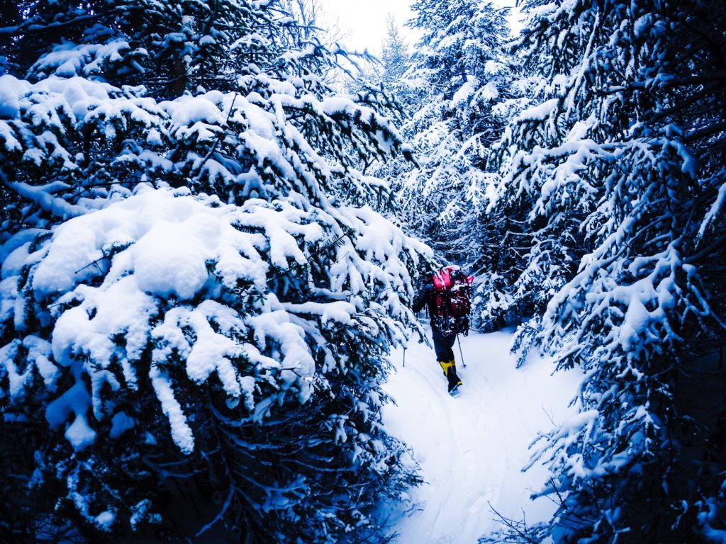 Mt Marcy - Evergreens