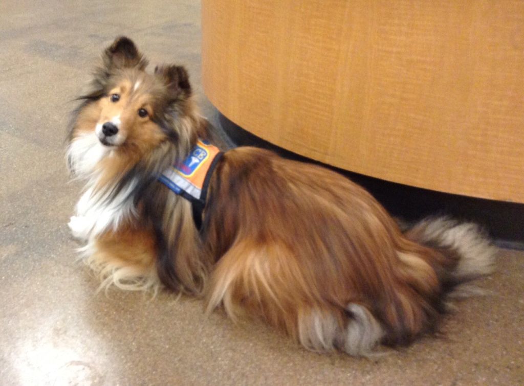 Wasilla Service Sheltie