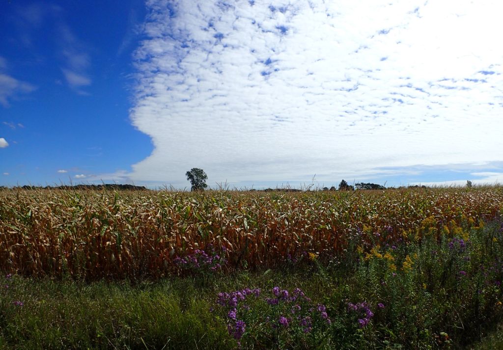 One of many beautiful farms along the way