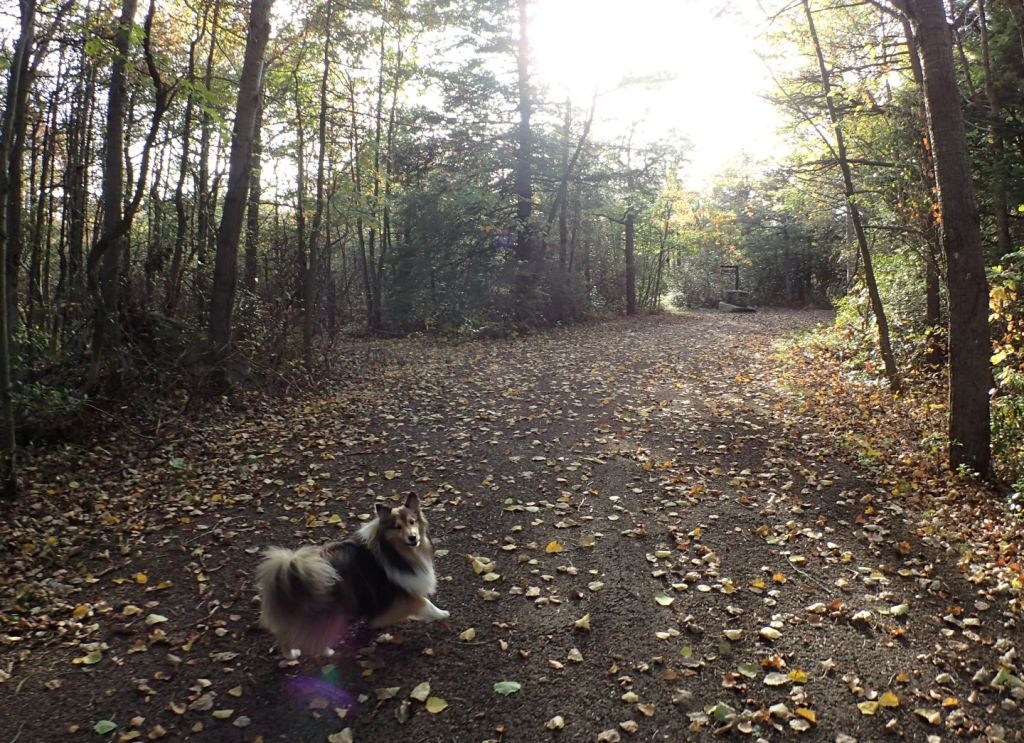 A very excited Sheltie leading the way