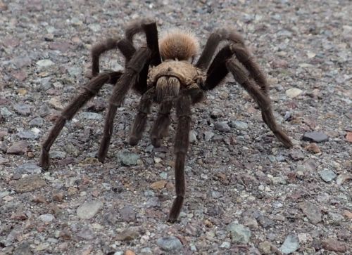 This tarantula was blocking traffic, in Big Bend until we shooed him off the road.