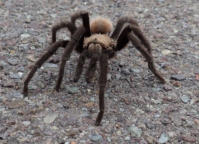 This tarantula was blocking traffic, in Big Bend until we shooed him off the road.