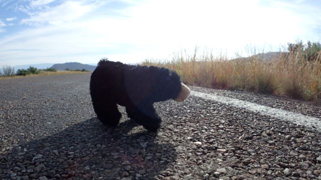 There were lions and tigers and bears, Oh My!